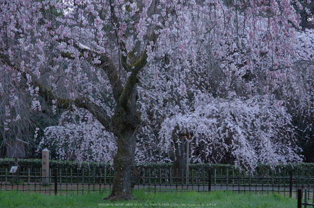 京都御苑,桜(K32_6413(DA16_85),85 mm,F8,iso100)2016yaotomi.jpg