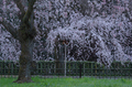 京都御苑,桜(K32_6416(DFA70_200),160 mm,F6.3,iso100)2016yaotomi 1.jpg