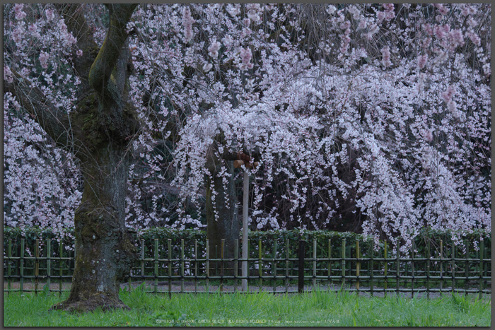 京都御苑,桜(K32_6416(DFA70_200),160-mm,F6.3,iso100)2016yaotomi_T.jpg