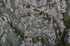 京都御苑,桜(K32_6420(DFA70_200),200 mm,F4,iso100)2016yaotomi.jpg