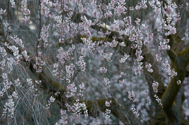 京都御苑,桜(K32_6420,200 mm,F4,iso100)2016yaotomi.jpg