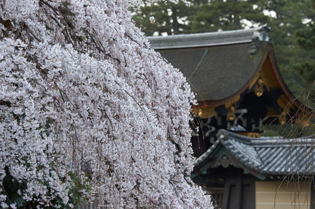 京都御苑,桜(K32_6423,130 mm,F5.6,iso100)2016yaotomi 1.jpg