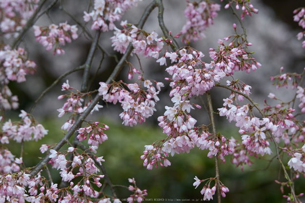 京都御苑,桜(K32_6429,160 mm,F4.5,iso100)2016yaotomi.jpg