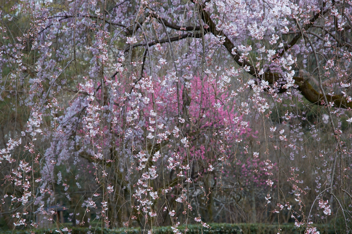 京都御苑,桜(K32_6434,85 mm,F5.6,iso100)2016yaotomi.jpg