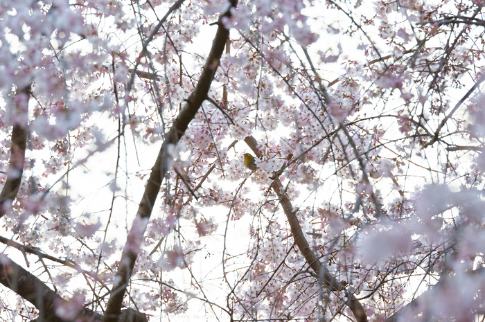 京都御苑,桜(K32_6475,200 mm,F4.5,iso100)2016yaotomi.jpg