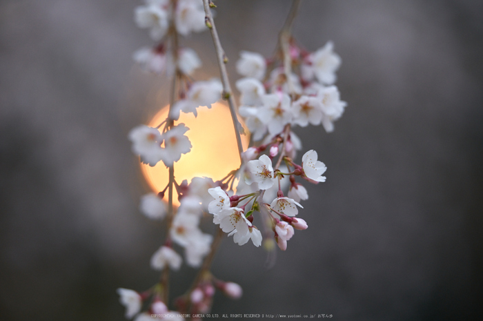 京都御苑,桜(K32_6514,200 mm,F2.8,iso400)2016yaotomi.jpg