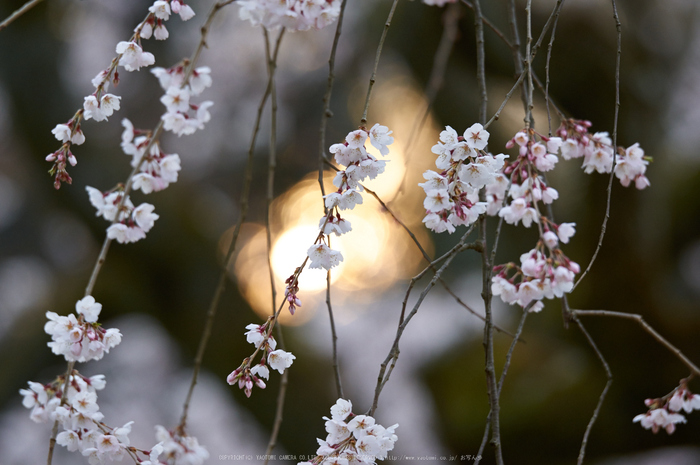 京都御苑,桜(K32_6520,200 mm,F3.2,iso400)2016yaotomi.jpg