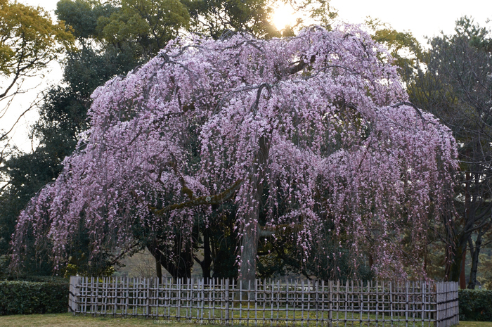 京都御苑,桜(K32_6554,43 mm,F8,iso100)2016yaotomi.jpg