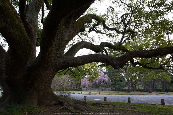 京都御苑,桜(K32_6559,16 mm,F8,iso100)2016yaotomi.jpg