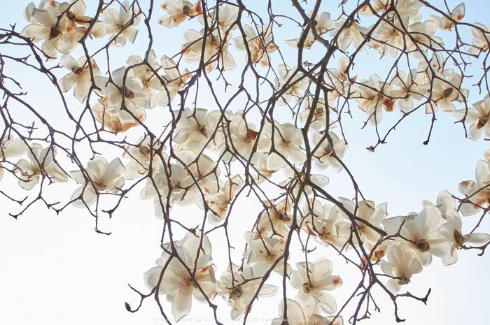 京都御苑,桜(K32_6609,28 mm,F11,iso100)2016yaotomi.jpg