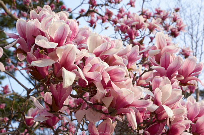 京都御苑,桜(K32_6613,39 mm,F11,iso100)2016yaotomi.jpg