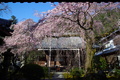 奈良,専称寺,桜_EM160127F_2016yaotomi.jpg