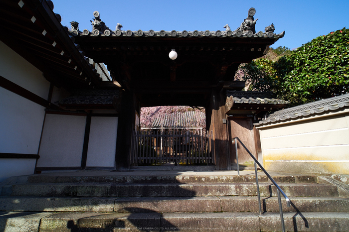 奈良,専称寺,桜_EM160133_2016yaotomi.jpg