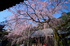 奈良,専称寺,桜_EM160140F_2016yaotomi.jpg