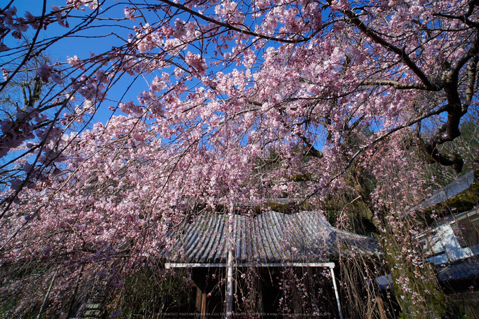 奈良,専称寺,桜_EM160146_2016yaotomi.jpg