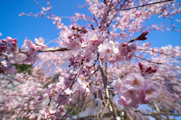 奈良,専称寺,桜_EM160162_2016yaotomi.jpg