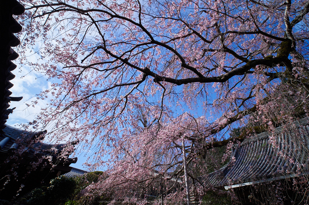 奈良,専称寺,桜_EM160187_2016yaotomi.jpg