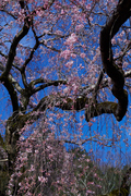 奈良,専称寺,桜_EM160197F_2016yaotomi.jpg