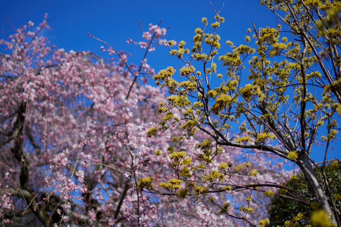 奈良,専称寺,桜_EM160203_2016yaotomi.jpg