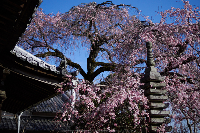 奈良,専称寺,桜_EM160211_2016yaotomi.jpg