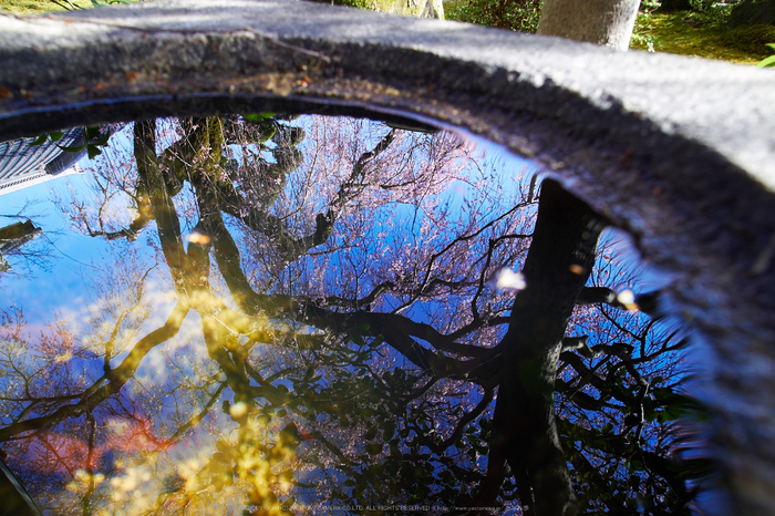 奈良,専称寺,桜_EM160223_2016yaotomi.jpg