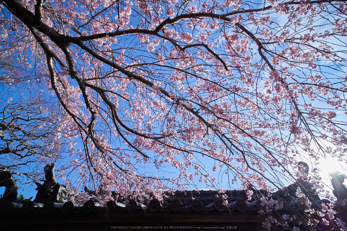 奈良,専称寺,桜_EM160234_2016yaotomi.jpg