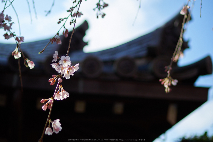 奈良,専称寺,桜_EM160237_2016yaotomi.jpg