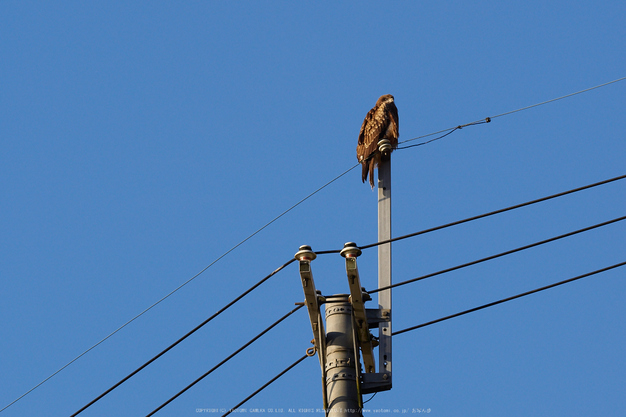 奈良山添,日の出(EM160191,300 mm,F5.6)2016yaotomi.jpg