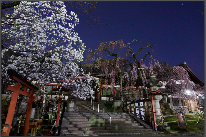 氷室神社,桜(EM130005)12-mm,F8,2-分-1-秒,iso200_2016yaotomi_T.jpg