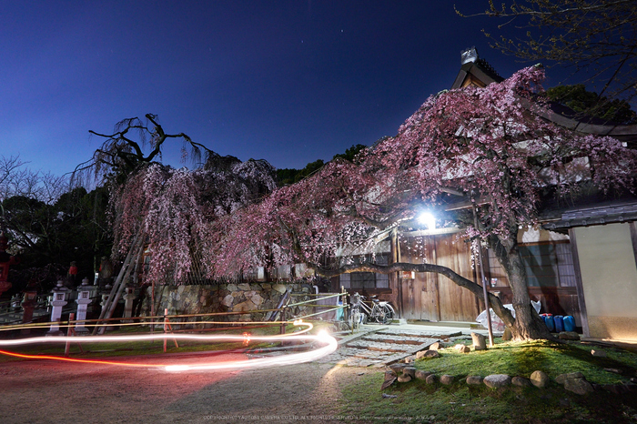 氷室神社,桜(EM130006)12 mm,F8,2 分 1 秒,iso200_2016yaotomi.jpg