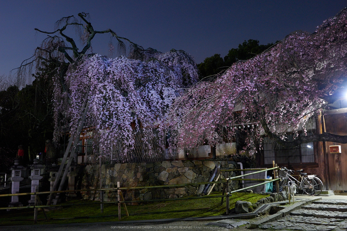 氷室神社,桜(EM130007)19 mm,F8,1 分 21 秒,iso200_2016yaotomi.jpg