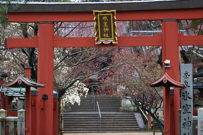 氷室神社,桜(K32_6302)88 mm,F2.8,1-100 秒,iso100_2016yaotomi.jpg