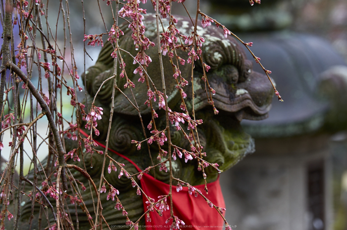 氷室神社,桜(K32_6311)150 mm,F4.5,1-30 秒,iso100_2016yaotomi.jpg