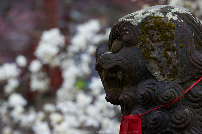 氷室神社,桜(K32_6312)150 mm,F4.5,1-80 秒,iso100_2016yaotomi.jpg