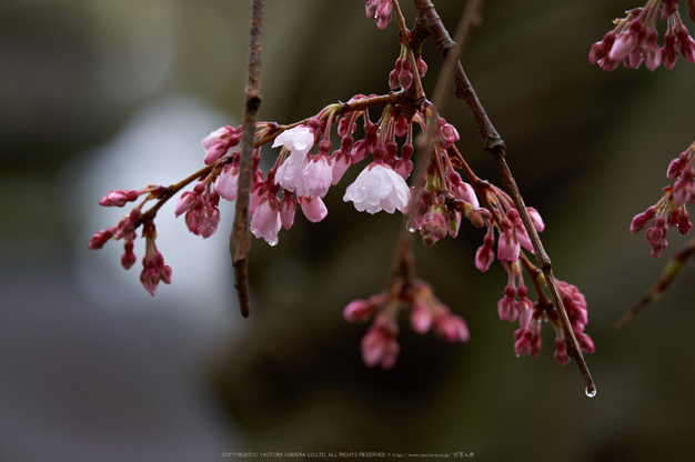 氷室神社,桜(K32_6323)200 mm,F5,1-100 秒,iso100_2016yaotomi.jpg