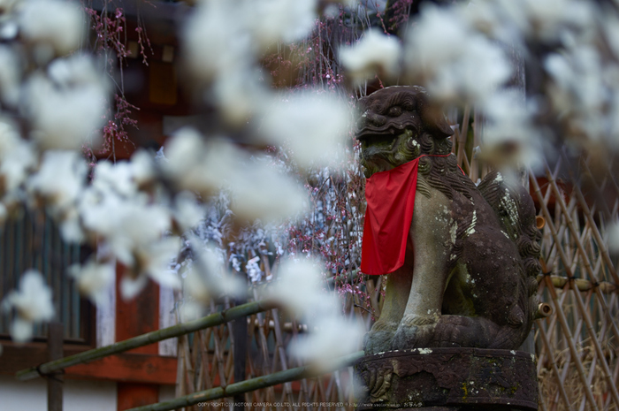 氷室神社,桜(K32_6329)108 mm,F2.8,1-250 秒,iso100_2016yaotomi.jpg