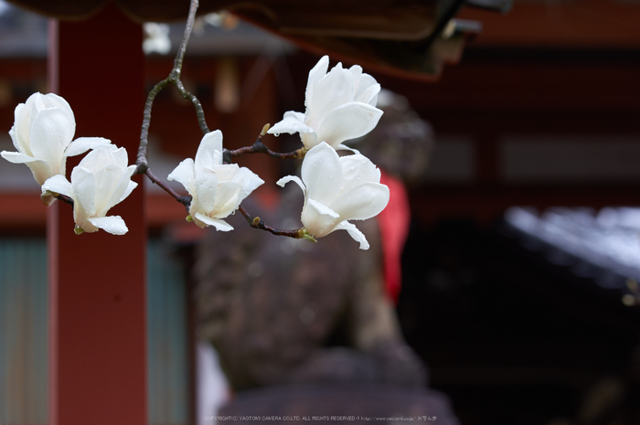 氷室神社,桜(K32_6332)108 mm,F5.6,1-40 秒,iso100_2016yaotomi.jpg