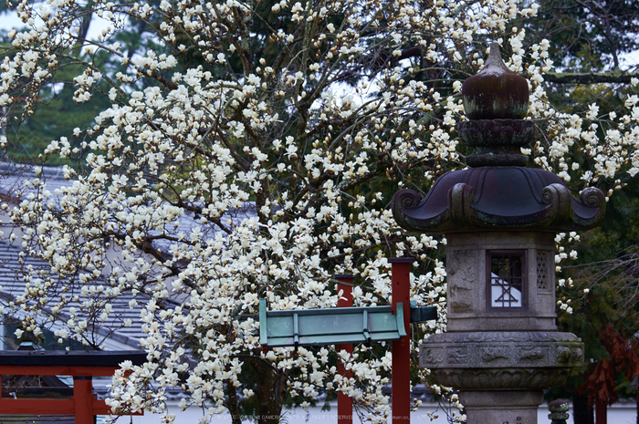 氷室神社,桜(K32_6367)130 mm,F4.5,1-160 秒,iso100_2016yaotomi.jpg
