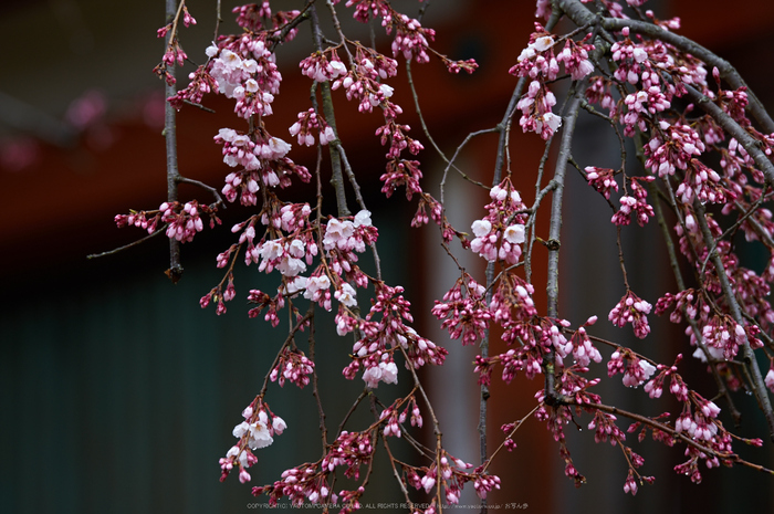 氷室神社,桜(K32_6372)200 mm,F3.5,1-125 秒,iso100_2016yaotomi.jpg