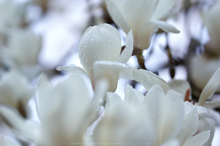 氷室神社,桜(K32_6375)150 mm,F3.5,1-250 秒,iso100_2016yaotomi.jpg