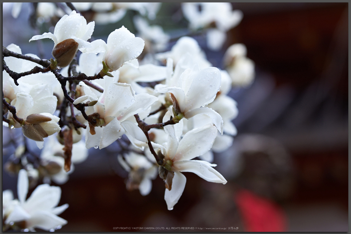 氷室神社,桜(K32_6377)115-mm,F3.5,1-125-秒,iso100_2016yaotomi_T.jpg