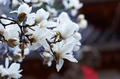 氷室神社,桜(K32_6377F)115 mm,F3.5,1-125 秒,iso100_2016yaotomi.jpg