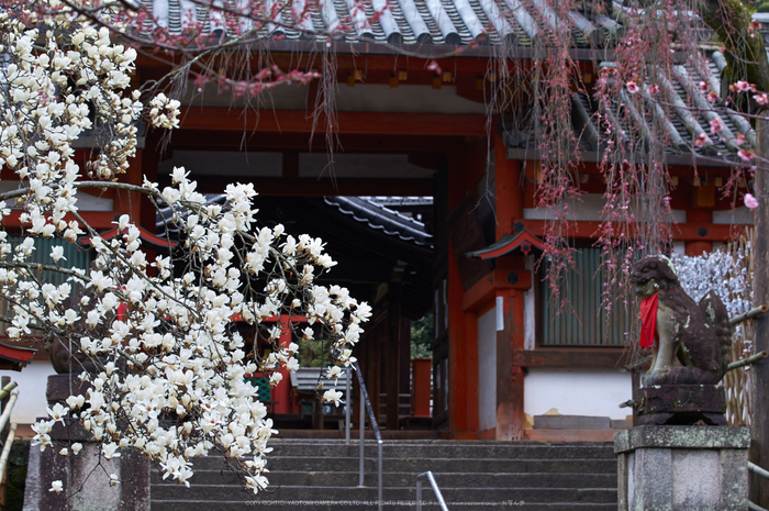 氷室神社,桜(K32_6381)70 mm,F4.5,1-40 秒,iso100_2016yaotomi.jpg