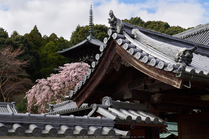 當麻寺護念院,桜(EM160243)2016yaotomi_s.jpg