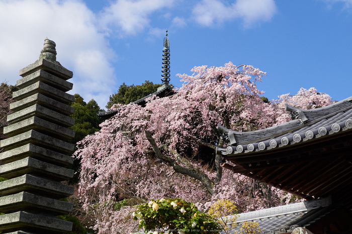 當麻寺護念院,桜(EM160248)2016yaotomi.jpg