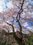 當麻寺護念院,桜(EM160261F)2016yaotomi.jpg