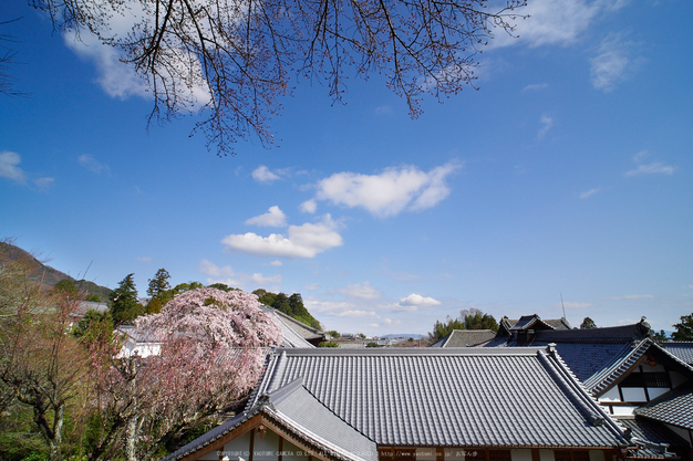 當麻寺護念院,桜(EM160302)2016yaotomi.jpg