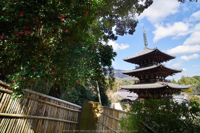 當麻寺護念院,桜(EM160321)2016yaotomi.jpg