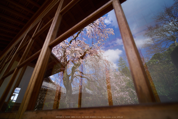 當麻寺護念院,桜(EM160332)2016yaotomi.jpg