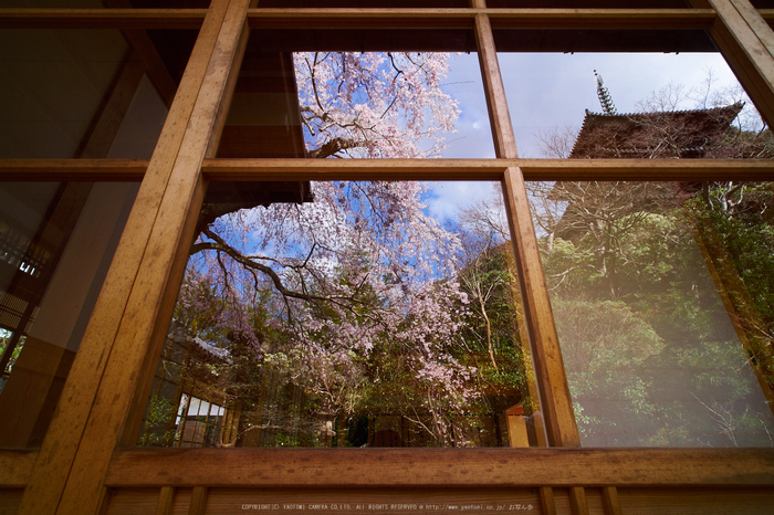 當麻寺護念院,桜(EM160341)2016yaotomi.jpg